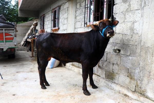 Rize'den Trabzon'a kaçan dana kesilmeyecek
