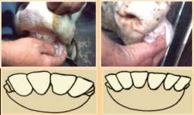 Büyükbaş ve Küçükbaş hayvan kesim yaşı