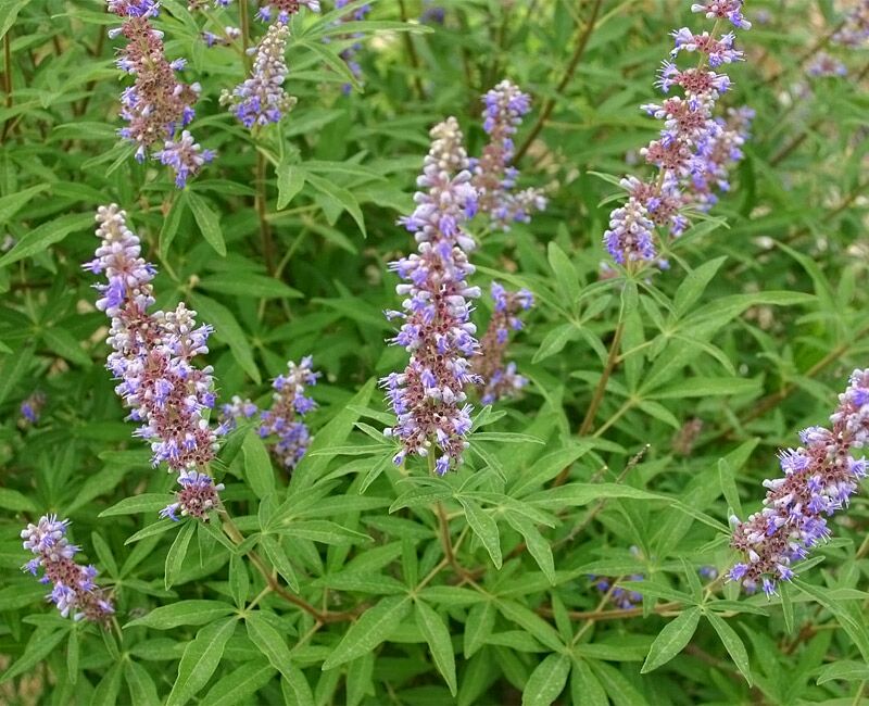 Hayıt tohumu nedir, faydaları nelerdir? Hayıt tohumu nasıl demlenir?