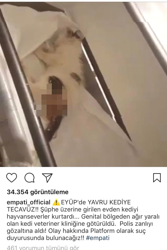 Yavru kediye tecavüz eden adam Türkiye'yi yeniden kahretti