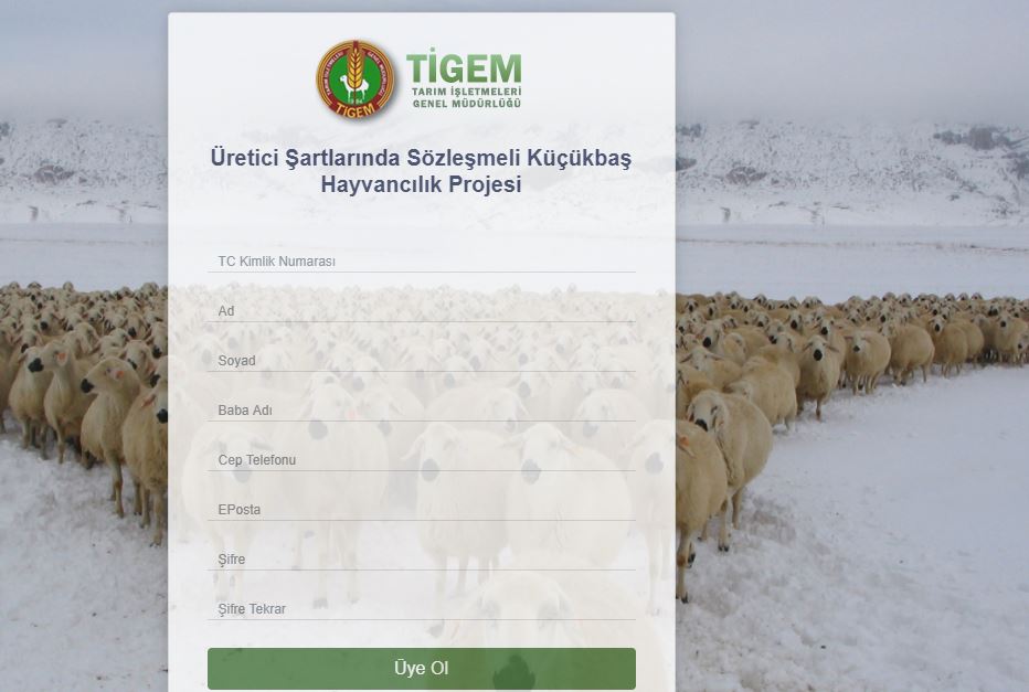 Bedava 300 Koyun için nereye nasıl başvurulur? Devletten 300 Koyun alma şartları