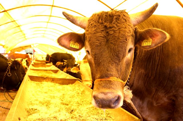 Kurban Bayramı tarihi 2019 takvimi - Kurban Bayramı 2019 ne zaman?