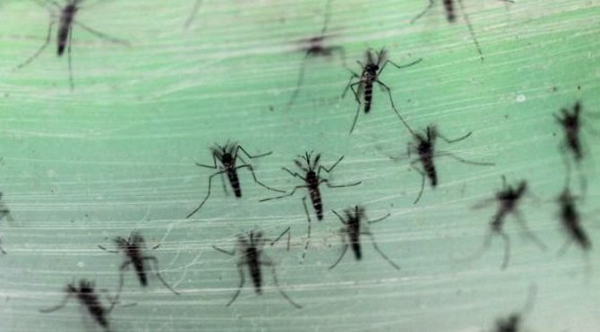 Zika Virüsü Nedir Nasıl Bulaşır | Sağlık Bakalığı Açıkladı