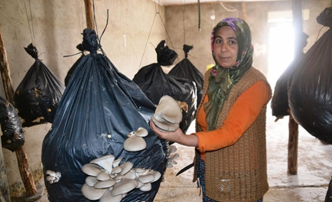 Devlet desteğiyle başladı! Şimdi para basıyor