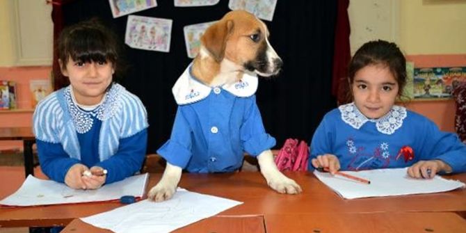 Maskot köpek Fındık'ın öğrencilik hayatı büyük ilgi gördü!