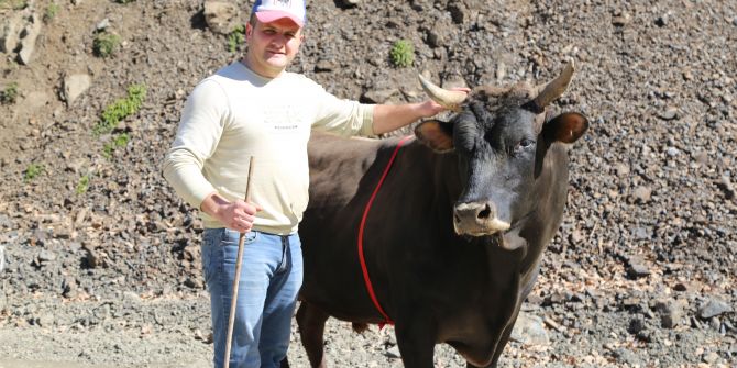 600 kilogramlık boğa ismiyle rakiplerine korku salıyor