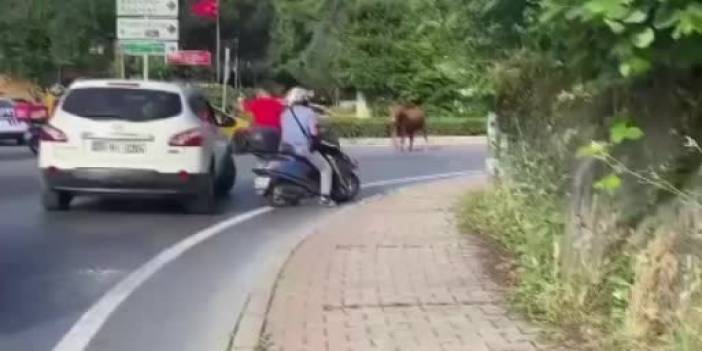 Kurban Bayramı'nın vazgeçilmezi! Kaçak danalar!