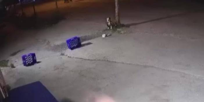 Sakarya'da akıllara durgunluk veren görüntüler! Ağaca bağlı köpeğe bir şarjör mermi sıktı!