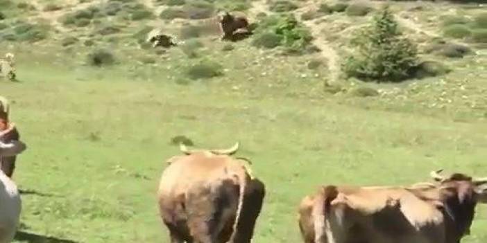 Erzurum'un Oltu ilçesinde ayının sürüye saldırısını kangal köpekleri önledi, O anlar kameraya yansıdı