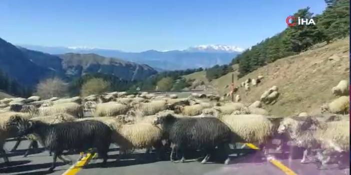 Koyun sürüsü karayolunu trafiğe kapattı, çok ilginç görüntüler oluştu, o anlar kameraya böyle yansıdı