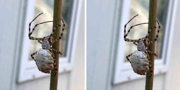 Zehri saniyler içinde öldürüyor! Argiope Lobata böceğinin avını yeme anı!