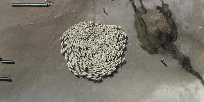 Görüntüler izlenme rekoru kırıyor! Amasya'da koyun sürüsü dakikalarca hiç durmadan bir birlerinin etrafına daire çizerek döndüler